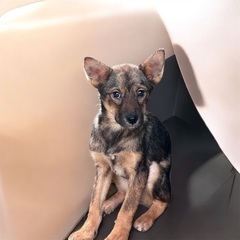 💕💕里親緊急募集(約3ヶ月の子犬)