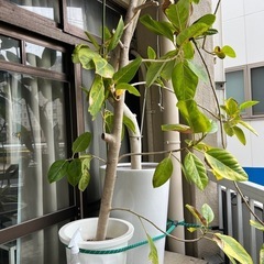 観葉植物