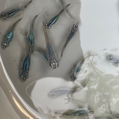 深海　メダカ　めだか