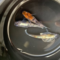 シフォン　メダカ　めだか