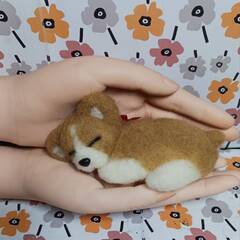 フカフカピンクの布団で寝ている可愛いワンちゃん　　羊毛の画像