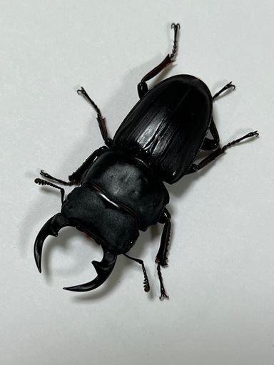 神奈川県産オオクワガタ F2 ♂約47mm ♀約39mm ペア【新成虫