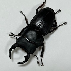 神奈川県産オオクワガタ F2 ♂約47mm ♀約39mm ペア【...