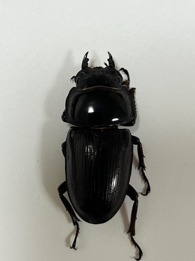 神奈川県産オオクワガタ F2 ♂約47mm ♀約39mm ペア【新成虫