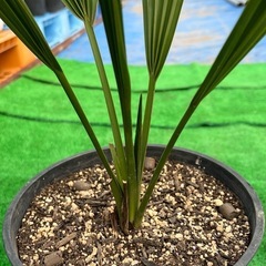 オニサバルヤシ🌴2鉢セット❗️
の画像