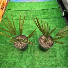 オニサバルヤシ🌴2鉢セット❗️
の画像