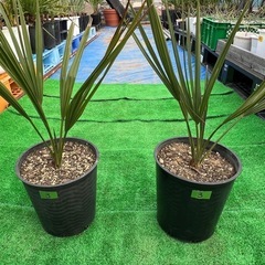 オニサバルヤシ🌴2鉢セット❗️
の画像