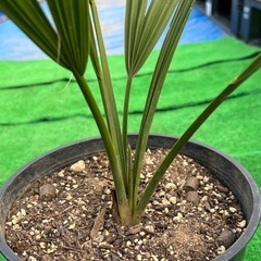 オニサバルヤシ🌴2鉢セット❗️
の画像