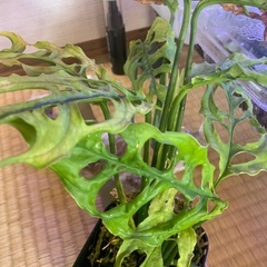 モンステラオブリクアペルー