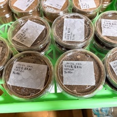 ヤエヤママルバネクワガタ 幼虫1頭