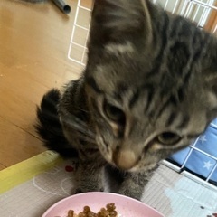 子猫キジトラオス