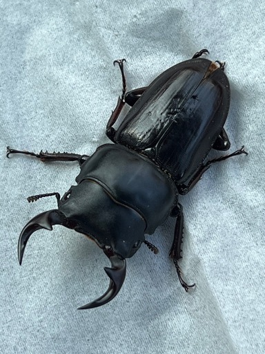 長崎県対馬 固有種】♂39.5mmの大型！！ キンオニクワガタ 新
