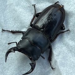 埼玉県産オオクワガタ F3 ♂約46mmB品 ♀約35mm ペア