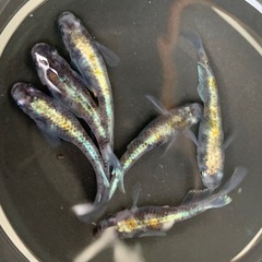 親種　花魁　メダカ　めだか