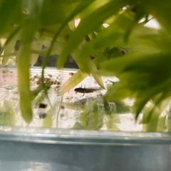 春生まれ　アカハライモリ幼体の画像