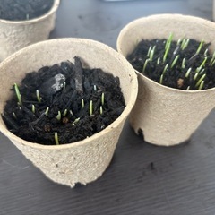 猫草 2ポット ④