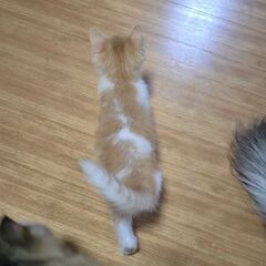 子猫