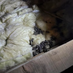 イタチ、ハクビシン、アライグマ駆除　追い出し、清掃 − 大分県