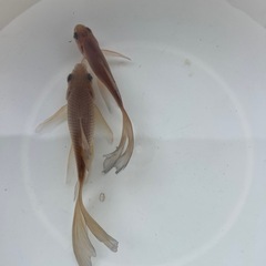 本日終了❗️鉄魚オスのよう・メスのようの画像