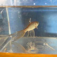本日終了❗️鉄魚オスのよう・メスのようの画像