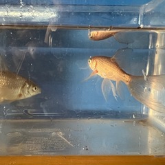 本日終了❗️鉄魚オスのよう・メスのようの画像