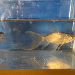 本日終了❗️鉄魚オスのよう・メスのようの画像