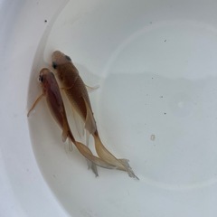 鉄魚オスのよう・メスのよう