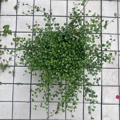 66-ワイヤープランツ　E