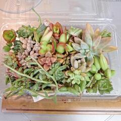 多肉植物等カット苗