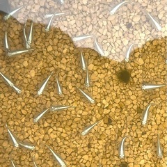 🌟1匹20円🌟幹之めだか鉄仮面🌈フルボディ成魚メダカの画像