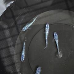 めだか(メダカ)無人販売の画像