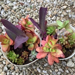 多肉　植物　いろいろ　2ポット　虹の玉など