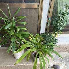 観葉植物