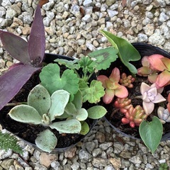 植物　多肉　いろいろ　小さな苗　2ポット
