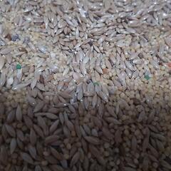 コザクラインコのエサいりませんか