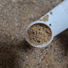 コザクラインコのエサいりませんかの画像