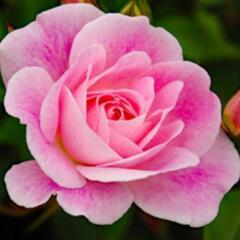 薔薇苗木