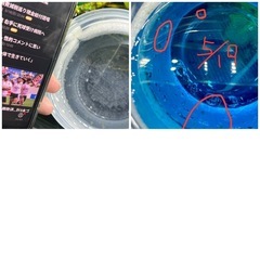 受精卵確認済み　コルレア確定ペアorトリオ 他に確定ペア1セット有り の画像