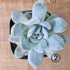 多肉植物2個(7～15cm)の画像
