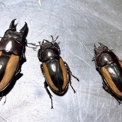【新成虫】フルストルファーノコギリクワガタ トリオ