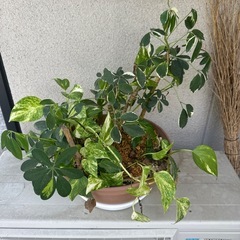 観葉植物