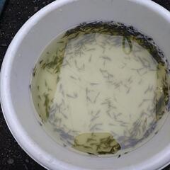 42.ミナミヌマエビ　ブツエビ 50匹300円100匹500円。10ミリ〜30ミリくらい(説明文は最後まで熟読のこと)）#メダカ#水槽#コケ取り#金魚#熱帯魚#メバル釣り#ブツエビ#ビオトープ#タンクメイト#肉食魚のエサ#ブッシープレコ#コリドラス#キンペコの画像