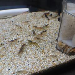 42.ミナミヌマエビ　ブツエビ 50匹300円100匹500円。10ミリ〜30ミリくらい(説明文は最後まで熟読のこと)）#メダカ#水槽#コケ取り#金魚#熱帯魚#メバル釣り#ブツエビ#ビオトープ#タンクメイト#肉食魚のエサ#ブッシープレコ#コリドラス#キンペコの画像