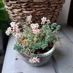 多肉植物 その139