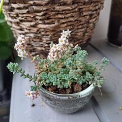 多肉植物 その139の画像