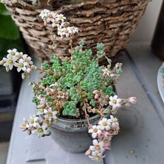 多肉植物 その140