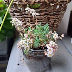 多肉植物 その140の画像