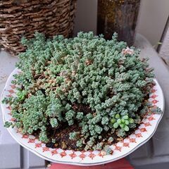 多肉植物 その137