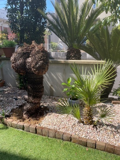 チャメロップス