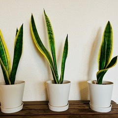 観葉植物　サンスベリア　3鉢セット
